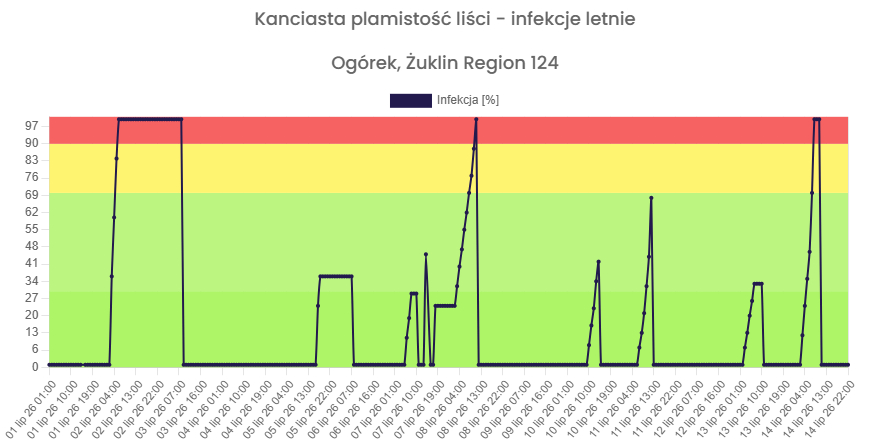 kanciasta plamistość liści infekcje letnie